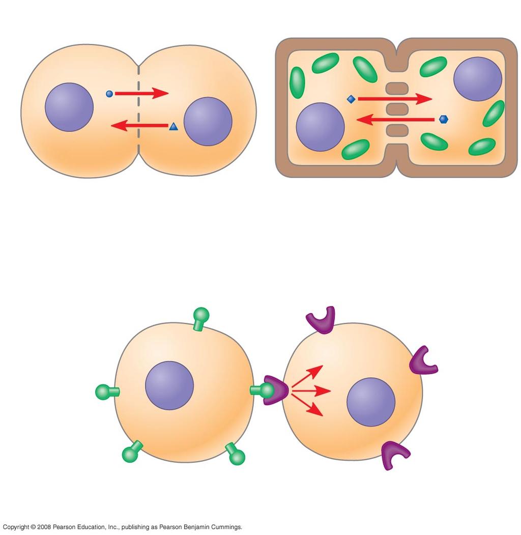 11-4 lasma s Cells in a multicellular organism communicate by chemical messengers Animal and plant cells have cell junctions that directly connect the cytoplasm of adjacent cells In local signaling,