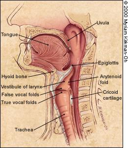 FIGURE 1. Principal anatomic landmarks of the pharynx and larynx in sagittal view.
