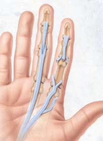 Inside Your Hand Your hand is made up of bones, joints, and soft tissue such as nerves, muscles, and tendons. Each finger has three joints and two flexor tendons, which allow the finger to bend.