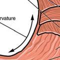midportion of the stomach -