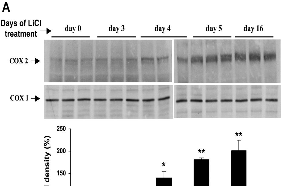 Effect of LiCl on COX2 expression.