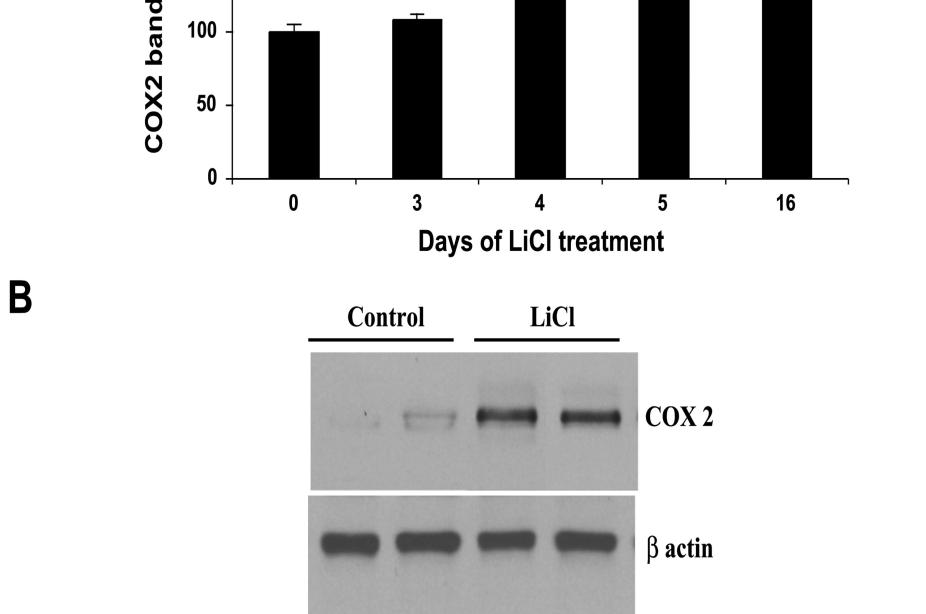 Whole kidney microsomal COX2 expression was determined by immunoblotting.