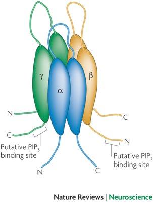 Role of ENaC Apical entry of Na into cells of the collecting duct is mediated by ENaC, permeable only to Na and Li. Permeability to Li is 1.5 2 fold higher than to Na.
