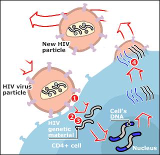 Antiretroviral mechnisms Entry inhibitors bind to proteins on the HIV virus and stop it from entering the target cell Nucleoside reverse transcriptase inhibitors prevent HIV from copying its genes