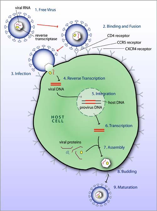 Infection cycle 1. Virus attaches: Proteins on HIV virus "dock" with CD4 receptors on host cell 2. Genes copied: HIV virus makes a copy of its own genetic material 3.