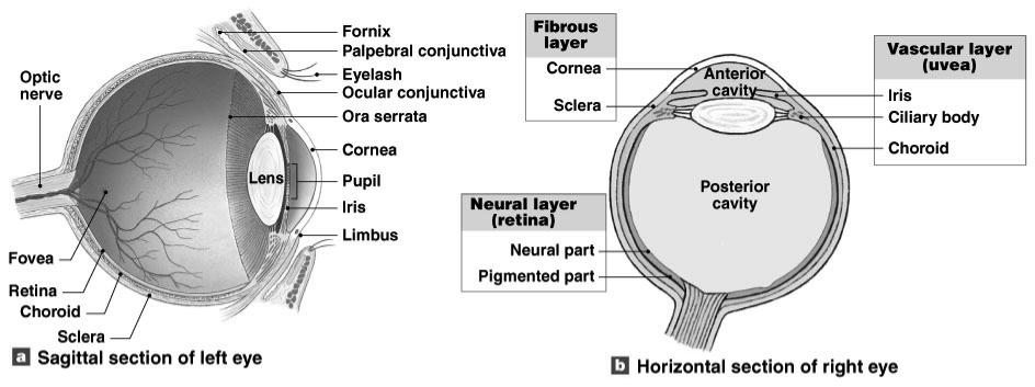 SECTION 17-3! Internal eye structures contribute to vision, while accessory eye structures provide protection!