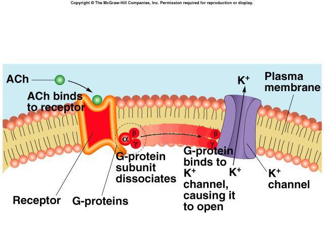 G Protein-Operated ACh Channel M