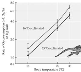 Temperature increases accelerate most physiological processes. 3. A temperature increase of 10 C typically increases the rate of O 2 consumption 2-3-fold. 1. Figure 10.