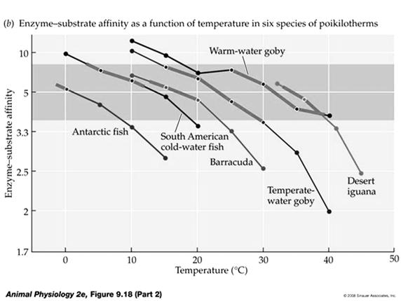 20 The affinity of the enzyme lactate dehydrogenase for substrate as a function of temperature Strategies for Surviving Freezing Temperatures 1. Deleterious effects of ice crystal formation A.