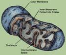 Cell Anatomy Mitochondria