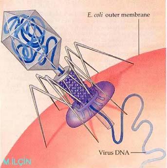 All viruses contain nucleic acids, either DNA or RNA (but not both), and a protein coat, which surrounds the nucleic acids.