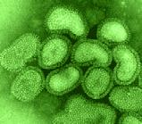The Orthomyxoviridae are a family of RNA viruses which, so far as is known, infect mainly vertebrates. It includes those viruses which cause influenza.