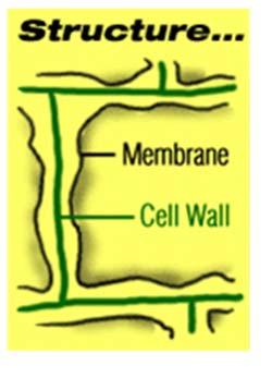 some bacteria, some protists and some, fungi Cell Anatomy Cell membrane The outer layer