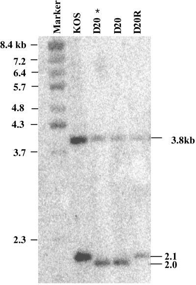 VOL. 78, 2004 VP16-BINDING DOMAIN OF vhs 13565 FIG. 2. Functional assay for vhs activity. Vero cells were transfected with 0.