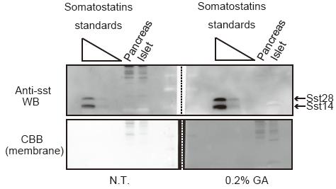Supplemental Figure 5. WB of somatostatins in pancreas and islet sample. Somatostatins in mice pancreas and islet lysate (5 μg) were analyzed by WB with or without the additional steps.