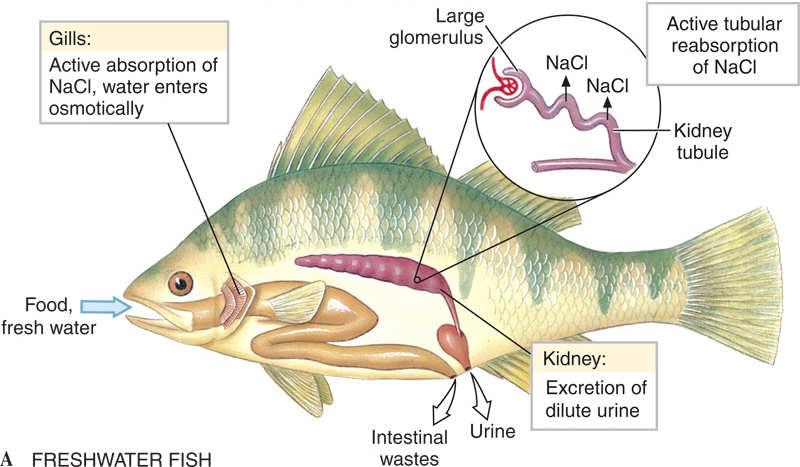 Osmotic Regulation - Freshwater Freshwater fishes have skin covered with scales and mucous to keep excess water out.