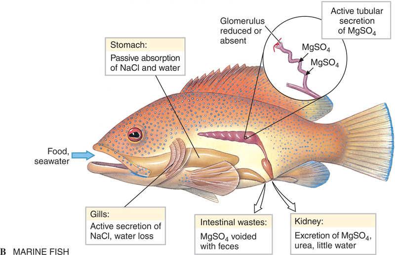 Osmotic Regulation Marine Marine bony fishes are hypoosmotic regulators. Maintain salt concentration at 1/3 that of seawater.