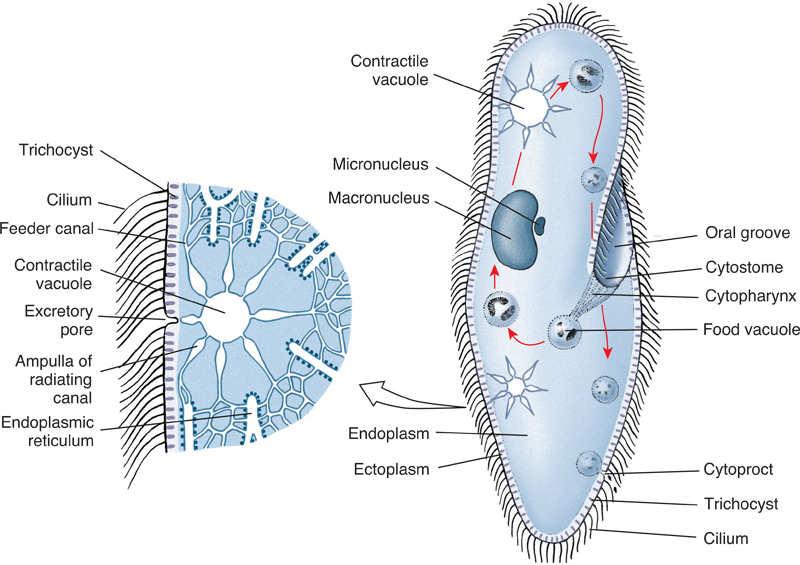 Invertebrate Excretory Structures Contractile vacuoles are found in protozoans and