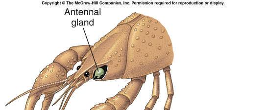 Invertebrate Excretory Structures In arthropods, antennal glands are an