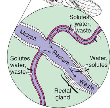 Salts (especially potassium) are secreted into the tubules from the hemolymph