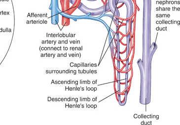 unit of the vertebrate kidney consists of a single