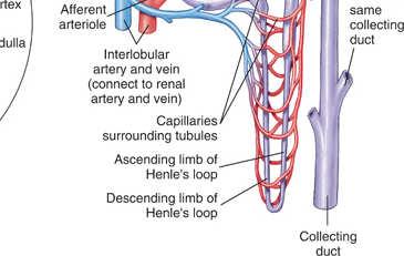 nephron: Proximal tubule Loop of Henle Distal