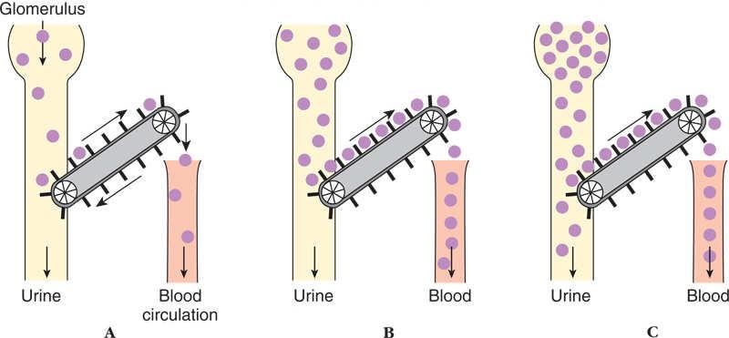 From Blood Filtrate to Urine: A Closer Look Secretion and reabsorption in the proximal tubule substantially alter the volume