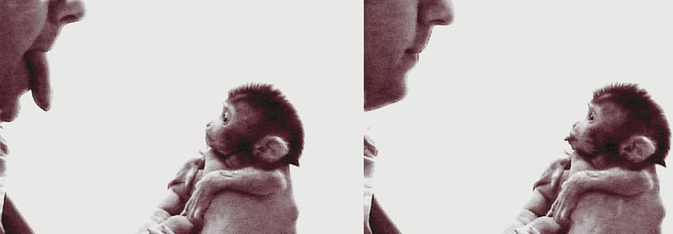 Mirror Neurons in Primates: Evolutionary Function