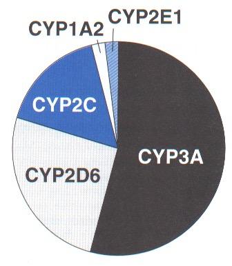 Oxidation - Cytochrome P-450 CYP 3A4/5 carry out biotransformation of the largest number (30