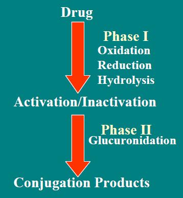 Types of hepatic metabolic reactions Two phases of hepatic metabolic reactions Phase I : Phase I metabolite may be