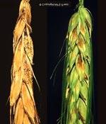 During rainy seasons spores can be splashed onto other heads of cereal crops or windblown. Soil borne spores overwinter from previous host crops. Also insect and bird damage.