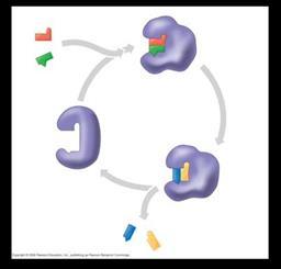 9. What is the relationship between enzyme structure and enzyme specificity? 10. Define or describe each of the following: Active Site Substrate 11.