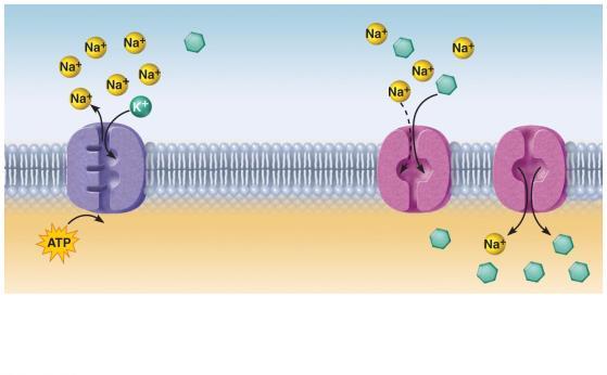 Figure 3.11 Secondary active transport is driven by the concentration gradient created by primary active transport.
