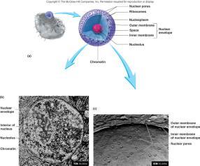 Cytoplasm Cellular material outside nucleus but inside plasma membrane Composed of Cytoskeleton Cytosol: semi-fluid portion.