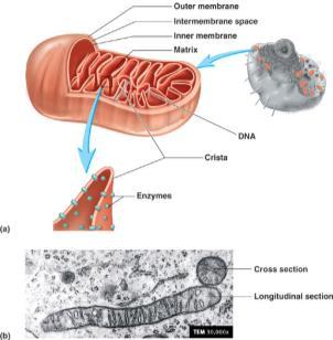 Mitochondria Major site of ATP synthesis Membranes Cristae: Infoldings of inner membrane