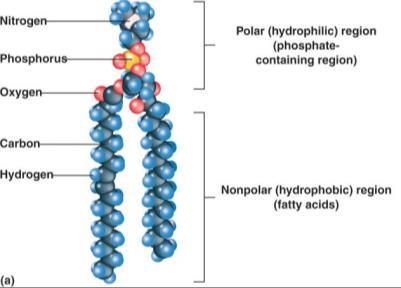 Membrane Lipids 75% phospholipids (lipid bilayer) Phosphate heads: polar and hydrophilic Fatty acid tails: nonpolar and hydrophobic 5% glycolipids Lipids with polar sugar groups on outer membrane