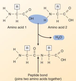 result of the R groups of the amino acids that make up the proteins Protein Basics amine Carboxyl