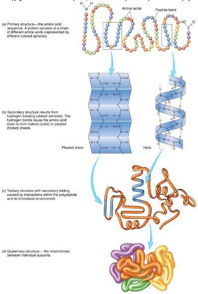 of amino acids α helix β pleated sheet weakly maintained via hydrogen bonding Many fibrous proteins