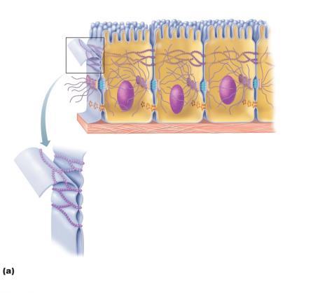 Plasma membranes of adjacent cells Microvilli Intercellular space Basement membrane Interlocking junctional proteins Intercellular space Tight