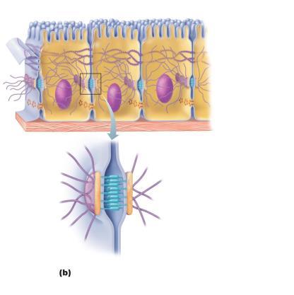 Plasma membranes of adjacent cells Microvilli Intercellular space Basement membrane Intermediate filament (keratin) Intercellular space Plaque