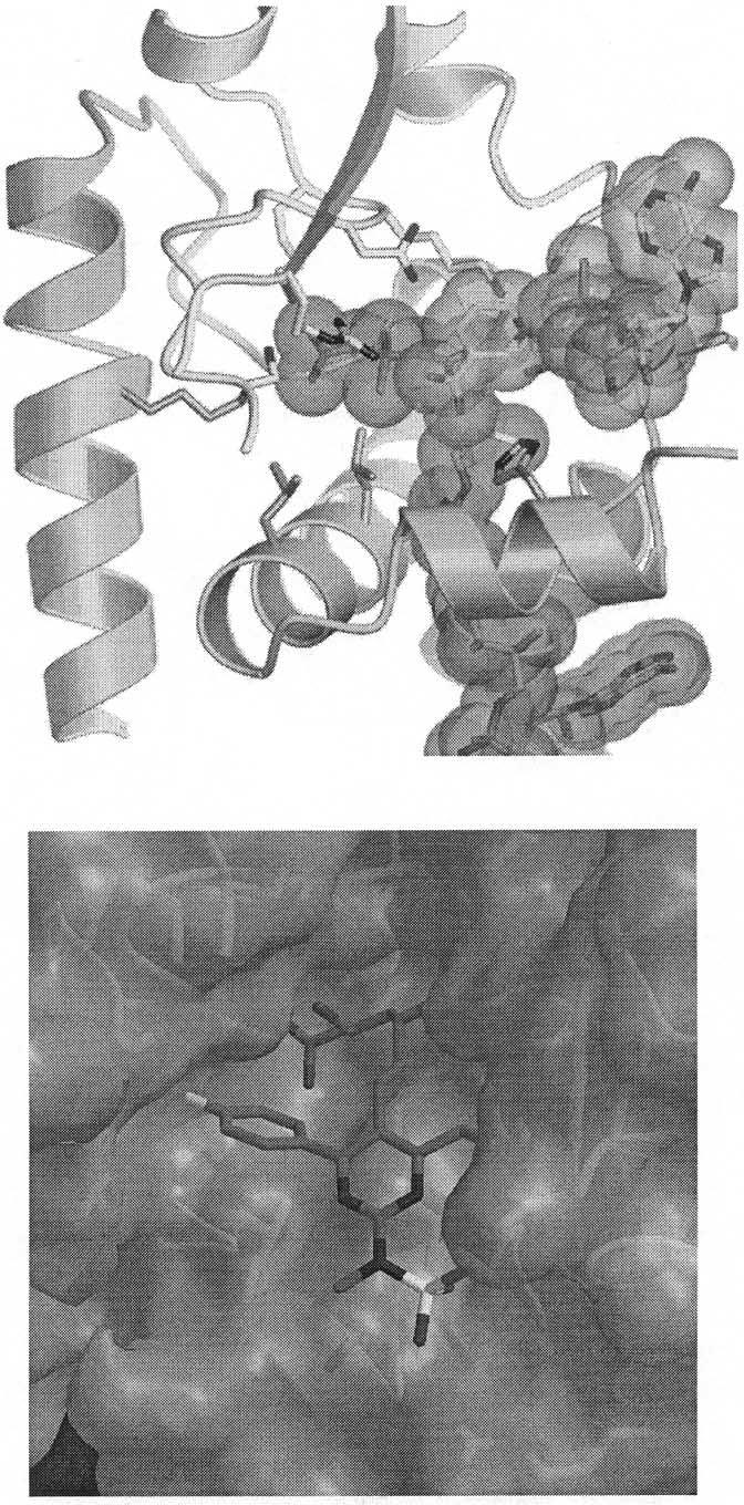 Reproduced with permission from Istvan and Deisenhofer [4]. structure of HMG-CoA reductase (Fig. 2, top).