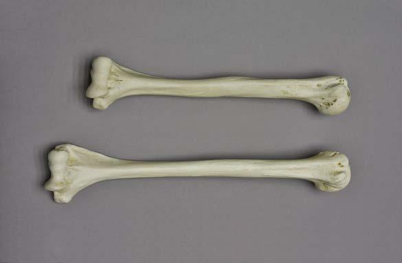 Human Male Asian Skeleton, Robust Product Number: Specimen Evaluated: Skeletal Inventory: SC-287 Original Specimen Near-complete human skeleton with 28 teeth.