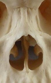 The face is broad, and the nasal aperture is wide. The nasal sill is smooth and guttered (See Figure 5).