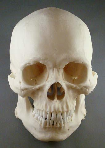 Features of Sex: Skull: The skull displays extreme masculine traits (See Figure 6).