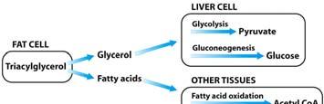 liver Constant cycling of LDL in blood