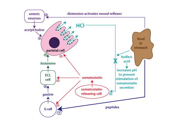 D.2.U1 Nervous and hormonal mechanisms control the secretion of digestive juices.