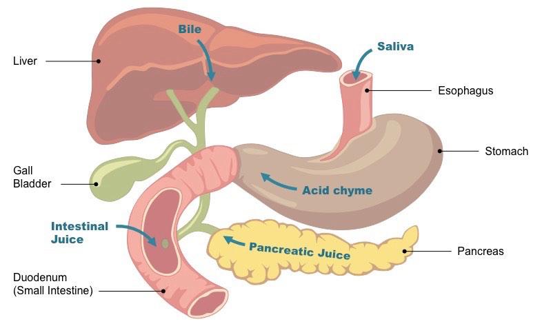 D.2.U1 Nervous and hormonal mechanisms control the secretion of digestive juices.