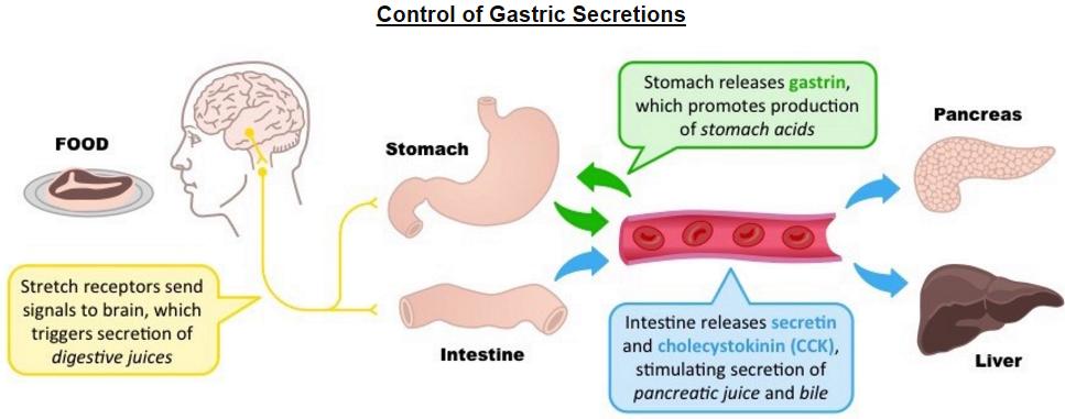 D.2.U1 Nervous and hormonal mechanisms control the secretion of digestive juices. D.2.U3 The volume and content of gastric secretions are controlled by nervous and hormonal mechanisms.