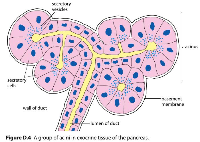 D.2.U2 Exocrine glands secrete to the surface of the body or the lumen of the gut. All exocrine glands secrete their products via ducts to where they are needed.
