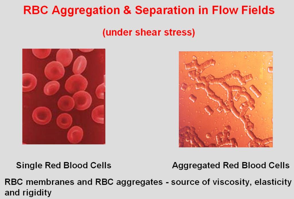 The single RBC s rigidity is important for the flow / penetration through capillary vessels.